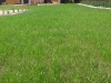 profesjonalne zakładanie ogrodu- trawnik przed pierwszym koszeniem