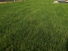 trawnik z rolki po 2 tygodniach2
